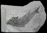 Permian Fish (Palaeoniscus) - England #49913-1